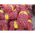 Cebollas frescas 2016 precio más baratos